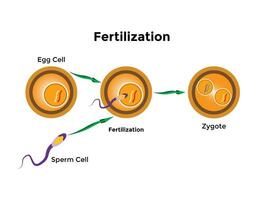 humano fertilización es el Unión de un humano huevo y esperma vector