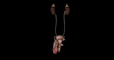 Urin- System Animation im Drehung männlich auf schwarz Hintergrund video