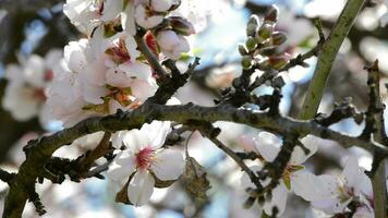 almendra flores en árbol video