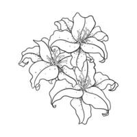 Linear Drawing of Lily Flowers. Botanical Sketch on a White Background. vector