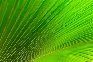 Texture of green palm leaf for background photo