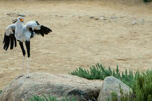 Secretary bird on a rock outside photo