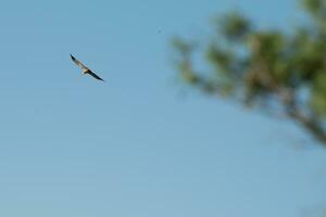 Flying vulture at Duraton river, site of vulture colony photo