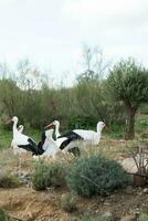 Group of white storks on a field photo