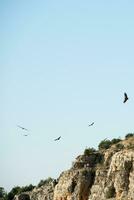 Group of vultures flying over Duraton river. Segovia photo