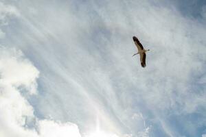 White stork flying to the left photo