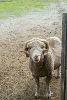 Merino sheep with horns looking at camera photo