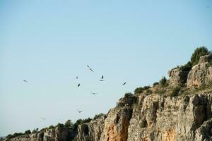 Group of vultures flying over Duraton river. Segovia photo