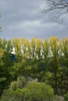 bosque en otoño. amarillo arboles en un fila foto