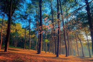 beautifuk sun light in pine wood of pang ung maehongsorn most popular winter traveling destination in northern of thailand photo