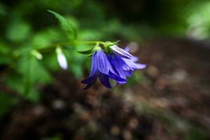 2023 7 30 Val Fredda Campanula rhomboidalis.jpg photo