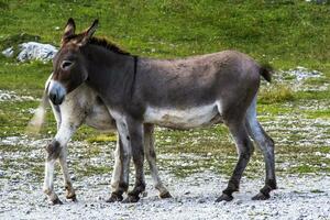 2023 7 29 Ortigara donkey 1.jpg photo