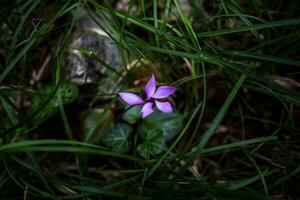 2023 7 30 Val Fredda Cyclamen purpurascenes.jpg photo