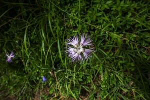 2023 7 29 Ortigara Dianthus hyssopifolius 1.jpg photo