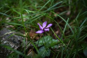 2023 7 30 Val Fredda Cyclamen purpurascenes 1.jpg photo