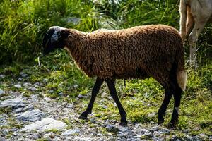 2023 7 29 Ortigara sheep 7.jpg photo