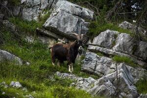 2023 7 29 Ortigara goat 12.jpg photo