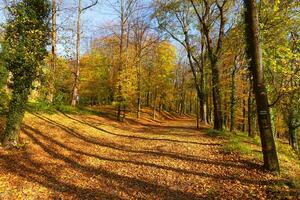 Calm autumn forest with a blue sky on the background photo