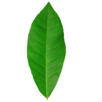 Green Leaf - Nature's Vibrant Symbol of Life and Renewal png