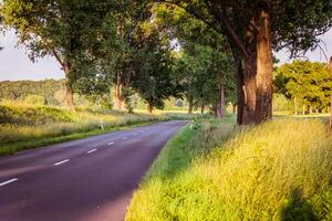 Spectacular sunset on the empty forest road photo