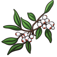 AI generated An illustration of Branch of Mistletoe with White Berries and Green Leaves on transparent background png