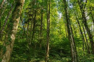 profundo verde montaña bosque en Europa foto