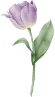 Aquarell Tulpe Clip Art Illustration png