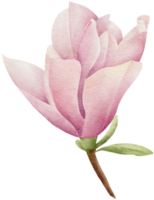 Watercolor magnolia clipart illustration png