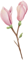 vattenfärg magnolia ClipArt illustration png