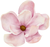 aquarelle magnolia clipart illustration png