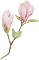 Watercolor magnolia clipart illustration png