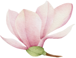 aquarelle magnolia clipart illustration png