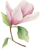 acuarela magnolia clipart ilustración png