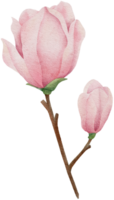 vattenfärg magnolia ClipArt illustration png