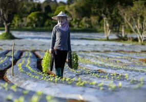 Asian farmer is carrying tray of young vegetable seedling to plant in mulching film for growing organics plant during spring season and agriculture photo