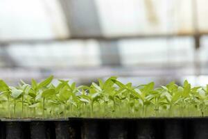 Young fresh organics seedling sprout of cucumber vegetable germinated in potting tray inside greenhouse for spring season concept photo