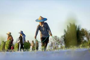 Asian farmer is using hose to watering young vegetable seedling in mulching film field for growing organics plant during spring season and agriculture photo