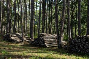 Stack of raw wood pine timber in the forest for lumber and firewood logging business photo