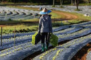 Asian farmer is carrying tray of young vegetable seedling to plant in mulching film for growing organics plant during spring season and agriculture photo