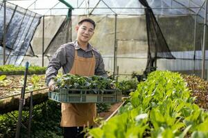 asiático local granjero creciente ensalada lechuga en el invernadero utilizando orgánicos suelo Acercarse para familia propio negocio y cosecha algunos para rebaja foto