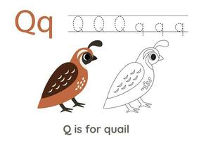 Tracing alphabet letters with cute animals. Color cute quail. Trace letter Q. vector