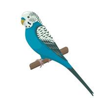 Cute flat vector parrot isolated on white background. Blue small budgerigar sitting on a branch. Talking budgie in profile. Domestic bird