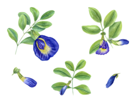 Blue clitoria ternatea in full bloom. Green leaves, flowers, buds and leaf. Bending branches of Asian plant. Butterfly pea flower. Watercolor illustration for cookbook design, menus png