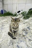 Abandoned cat in a feline colony photo