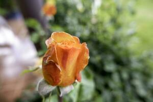 Fresh wild rose photo