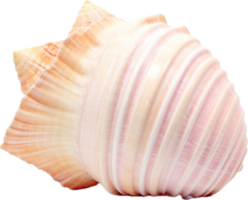 AI generated Seashell nature png