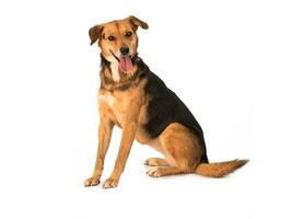 Medium sized rescue dog isolate on a white background photo