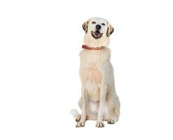 Medium sized rescue dog isolate on a white background photo