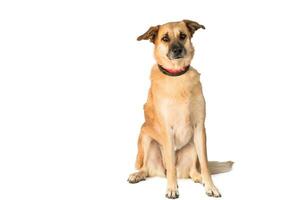 Medium sized rescue dog isolate on a white background photo