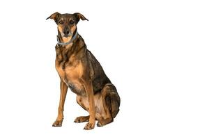 Medium sized rescue dog isolate on a white background photo